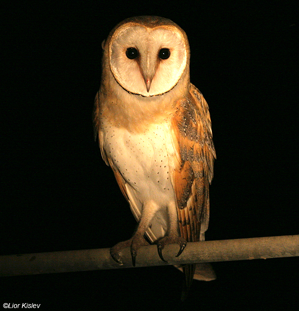  תנשמת לבנה Barn Owl Tyto alba                                            אגמון החולה, ספטמבר 2007.